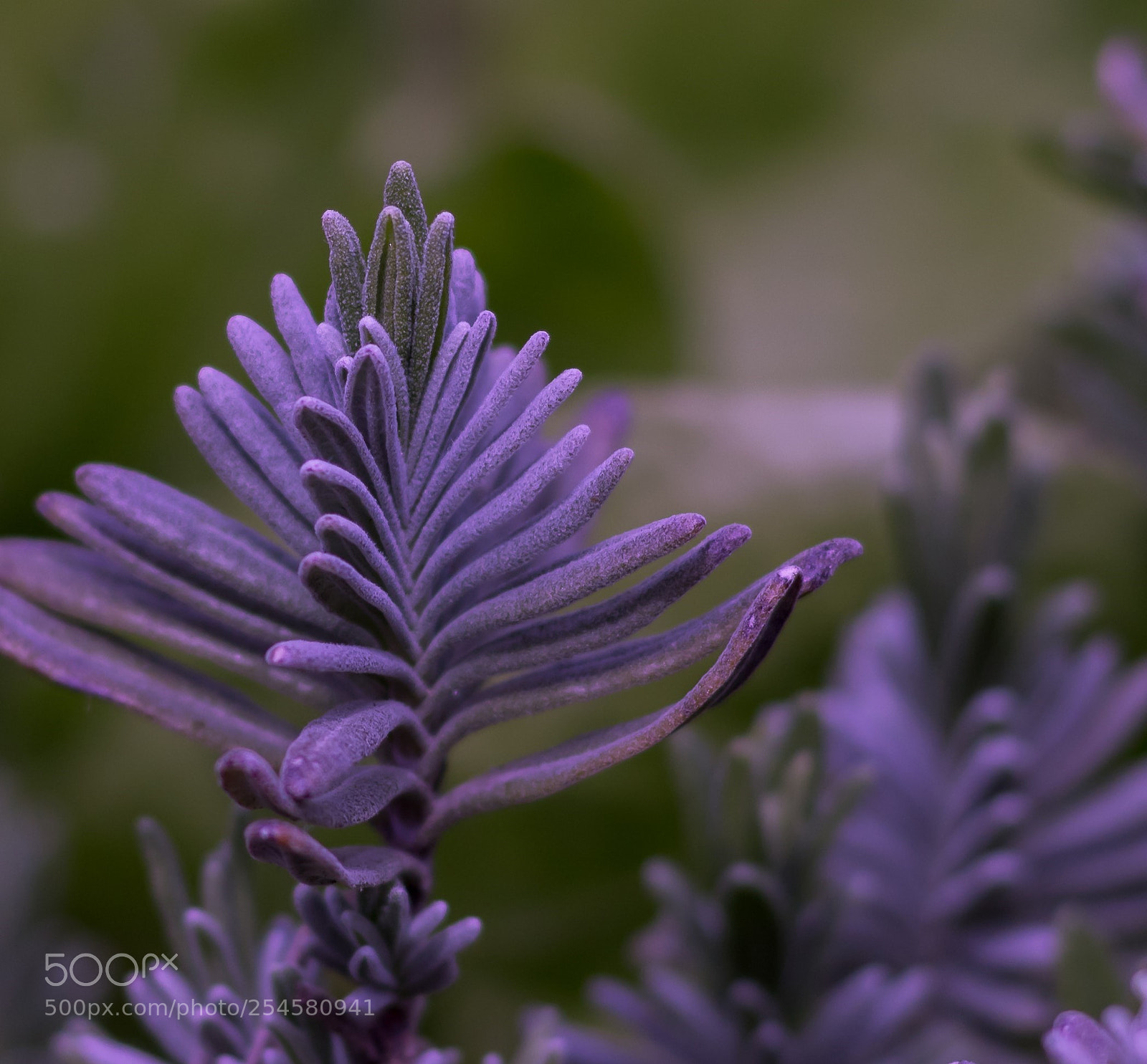 Canon EOS 750D (EOS Rebel T6i / EOS Kiss X8i) sample photo. Purple mate photography