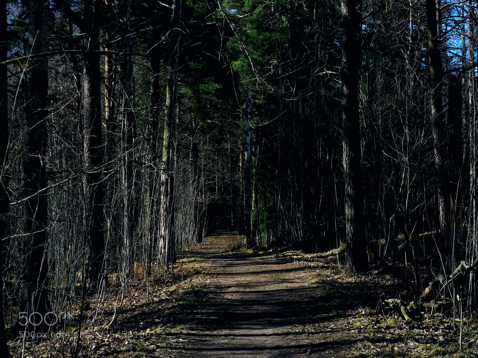 Olympus OM-D E-M10 II sample photo. Forrest photography