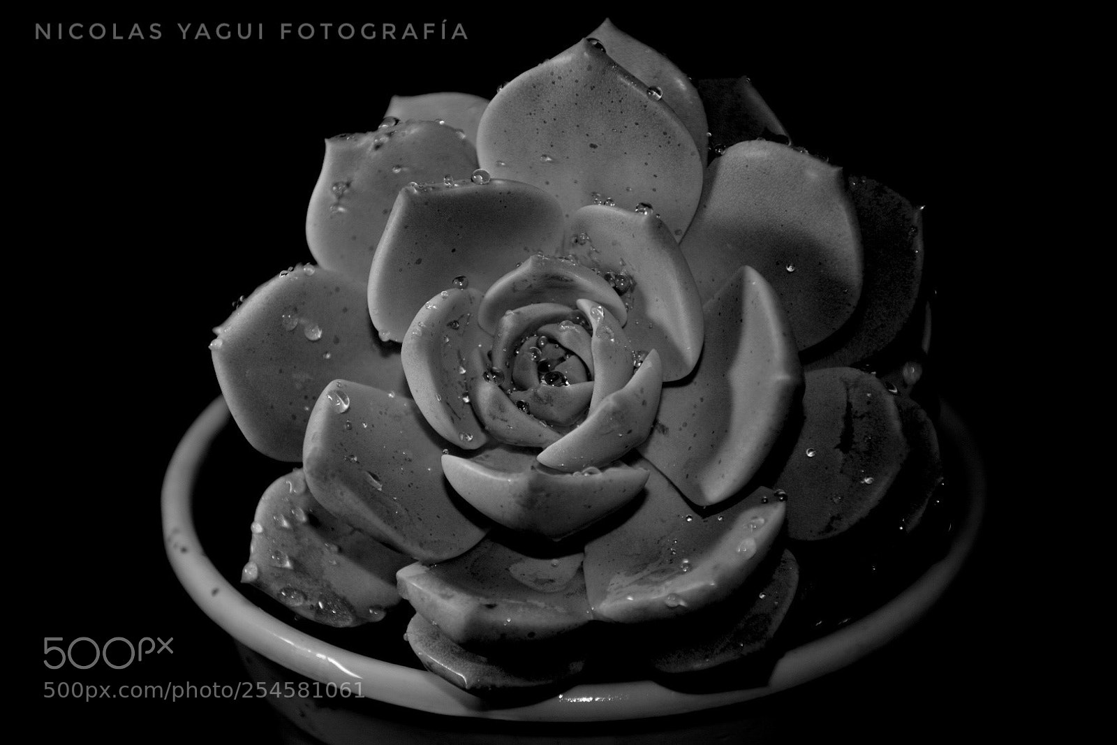 Nikon D7200 sample photo. B&n photography
