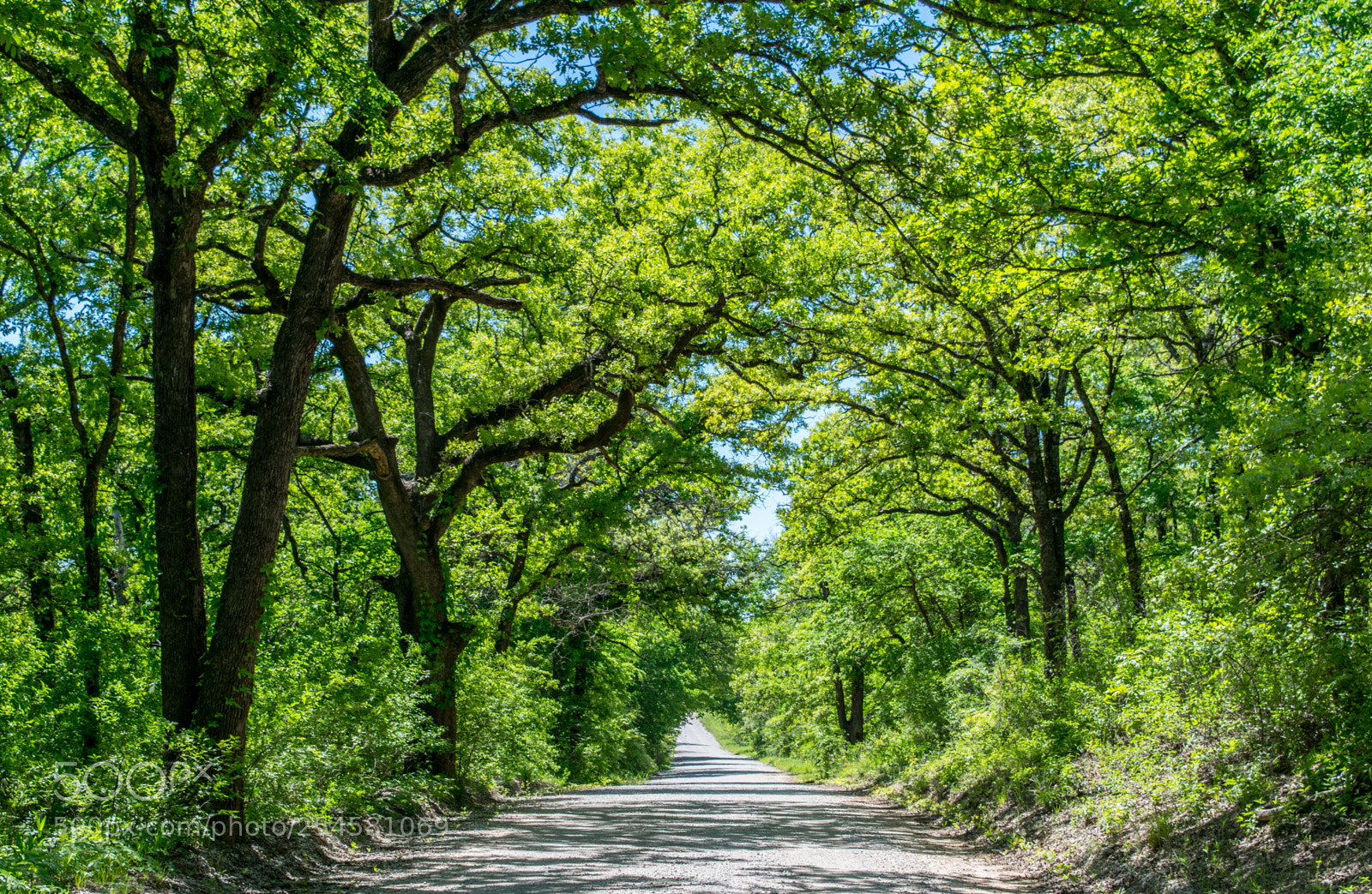 Nikon D3300 sample photo. Canopied road photography
