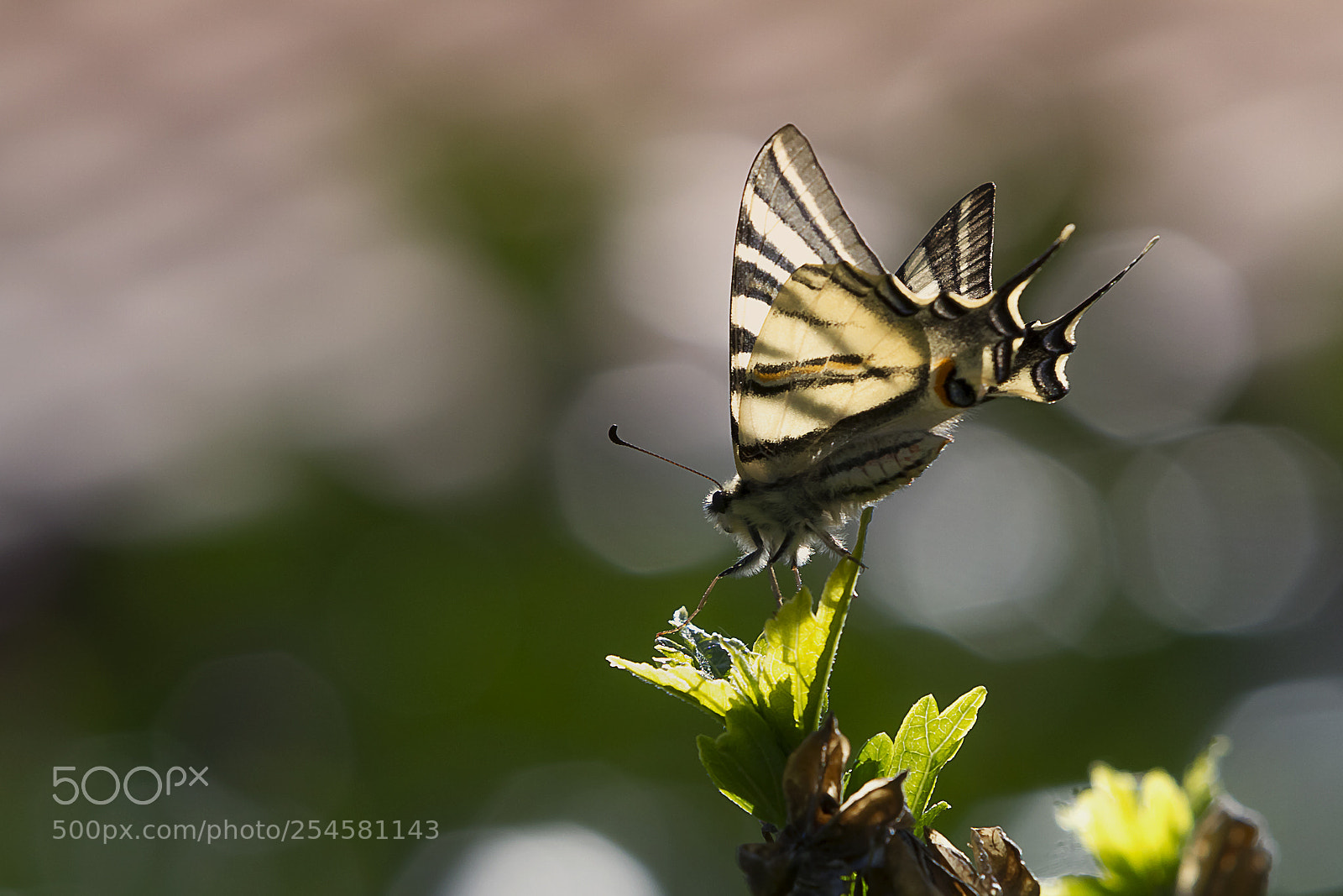 Canon EOS 7D sample photo. Butterfly photography