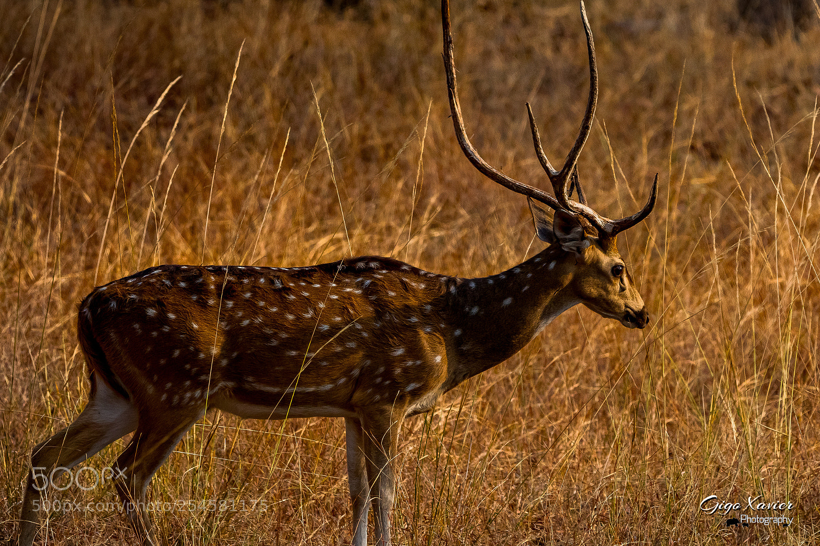 Canon EOS 80D sample photo. Spotted deer photography