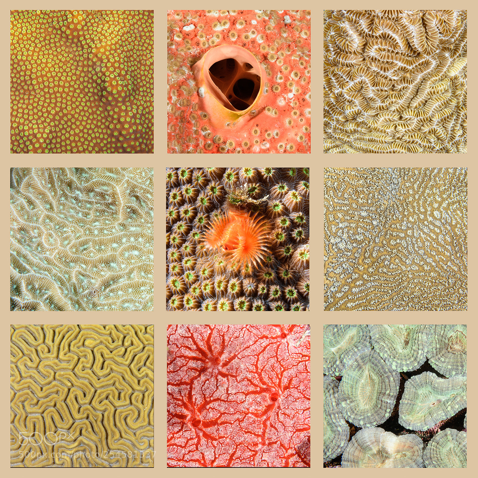 Nikon D7200 sample photo. Coral montage photography