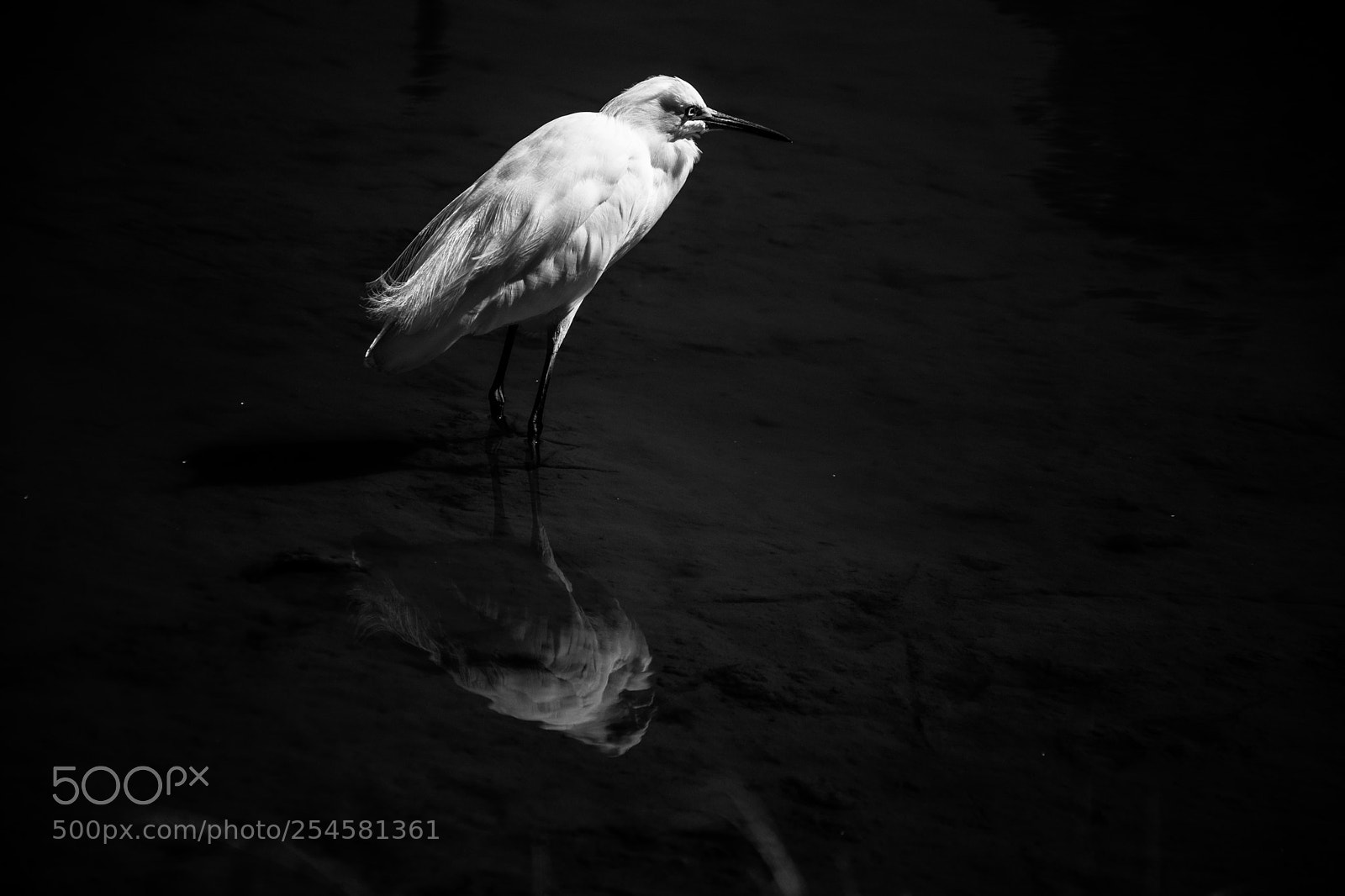 Nikon D7200 sample photo. _gfc5842-2.jpg photography