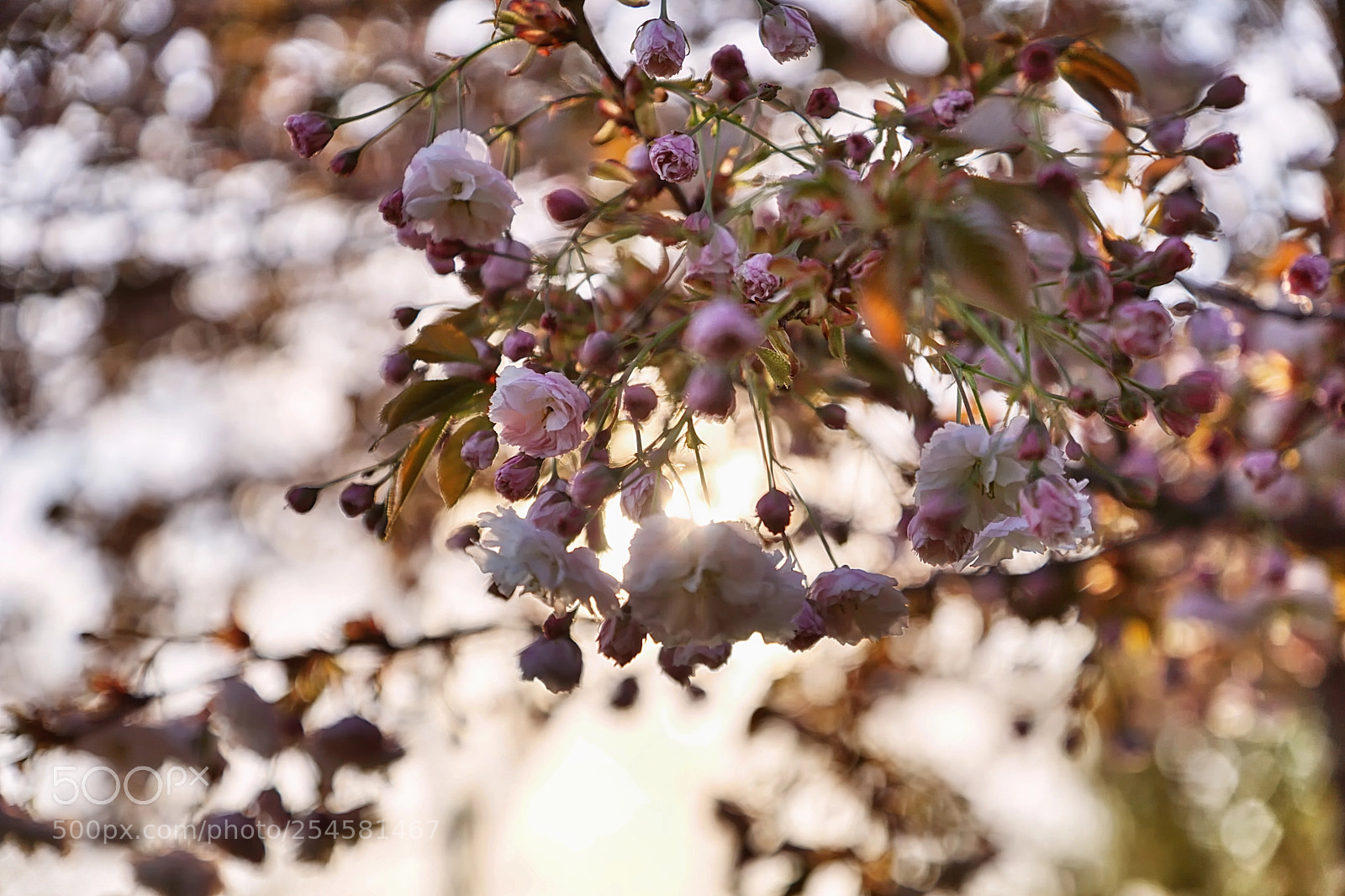 Sony DT 16-50mm F2.8 SSM sample photo. Frühling photography