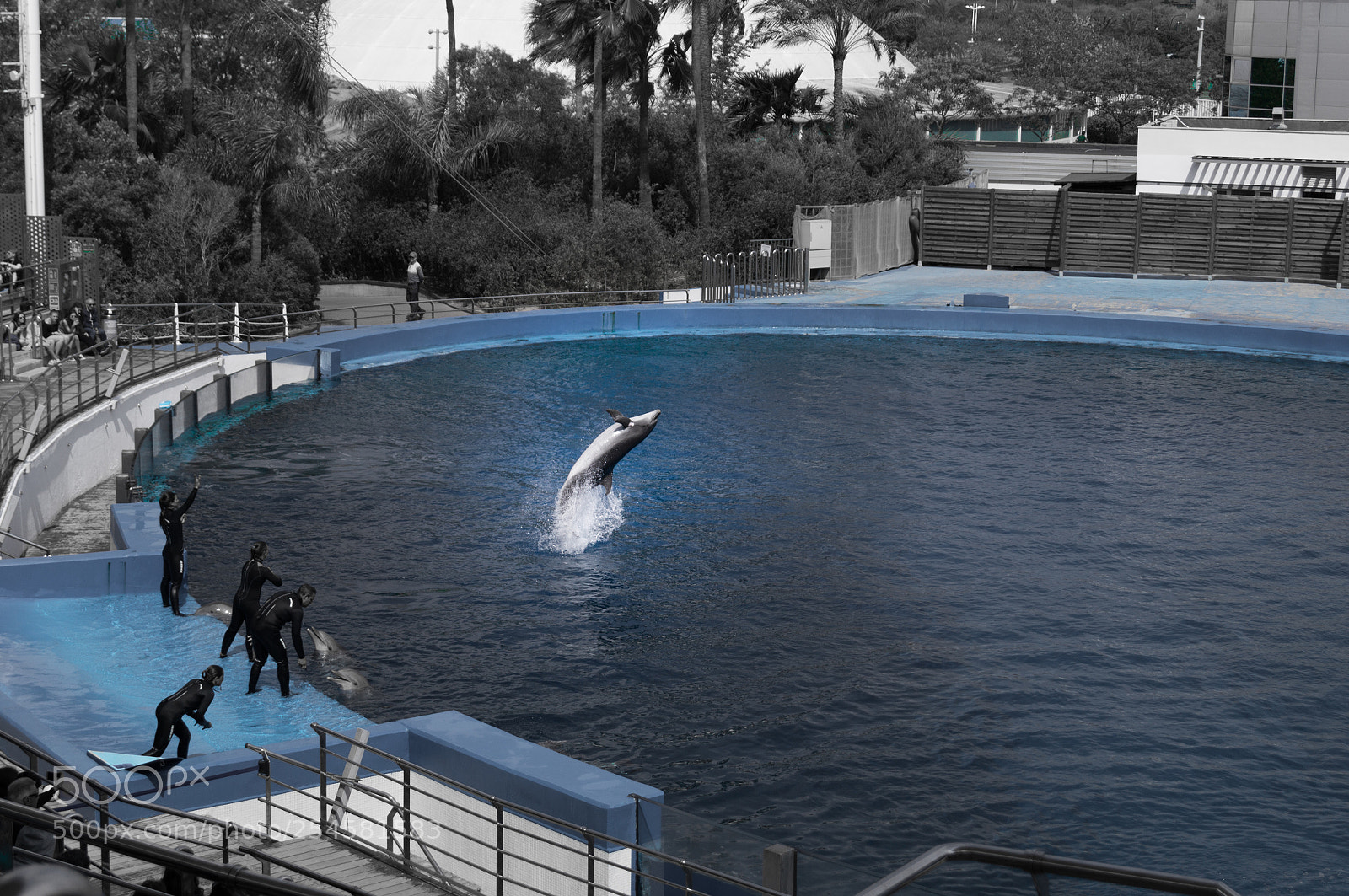 Sony SLT-A57 sample photo. Valencia dolphin photography