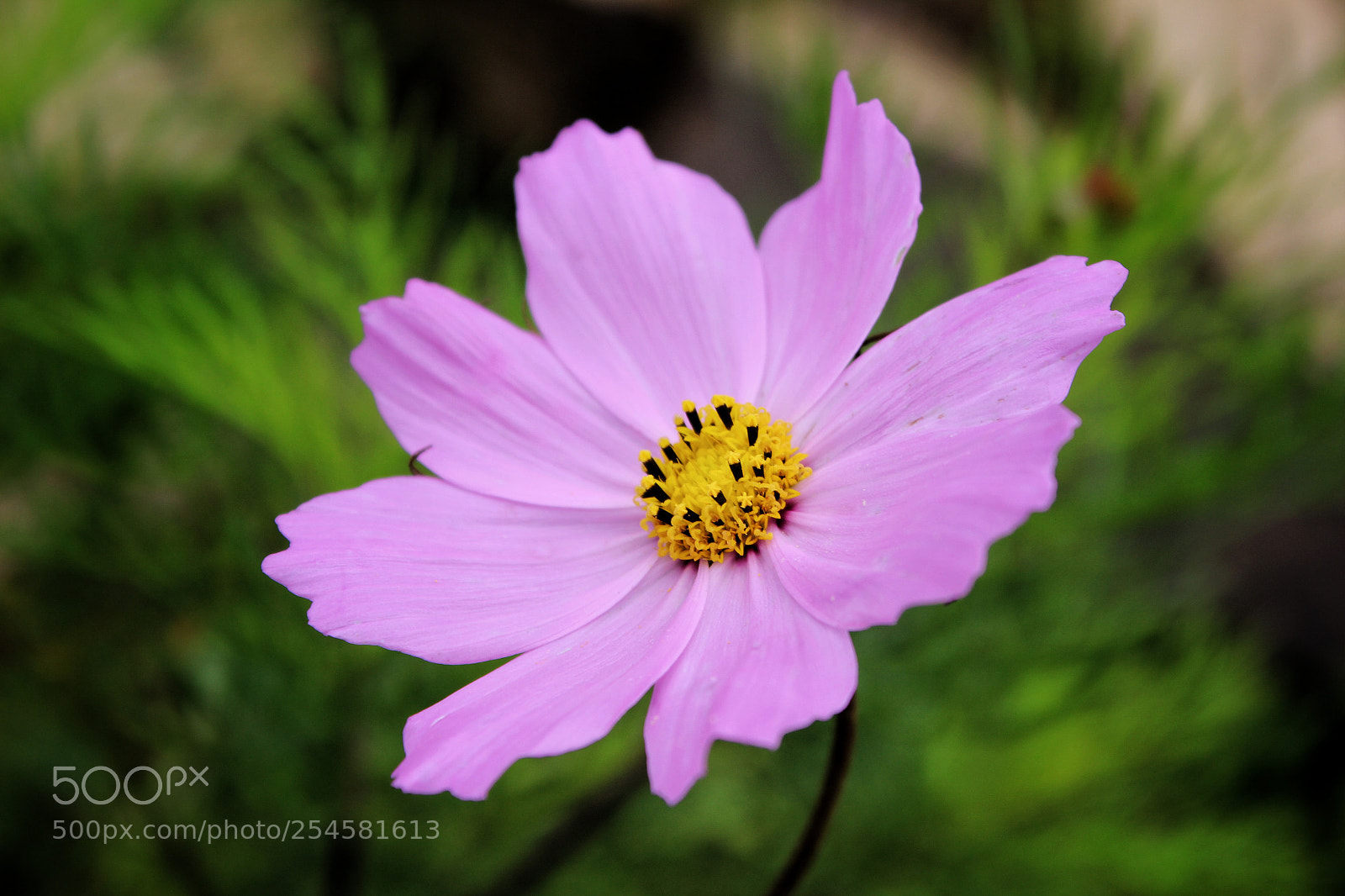 Canon EOS 600D (Rebel EOS T3i / EOS Kiss X5) sample photo. Pink shine photography