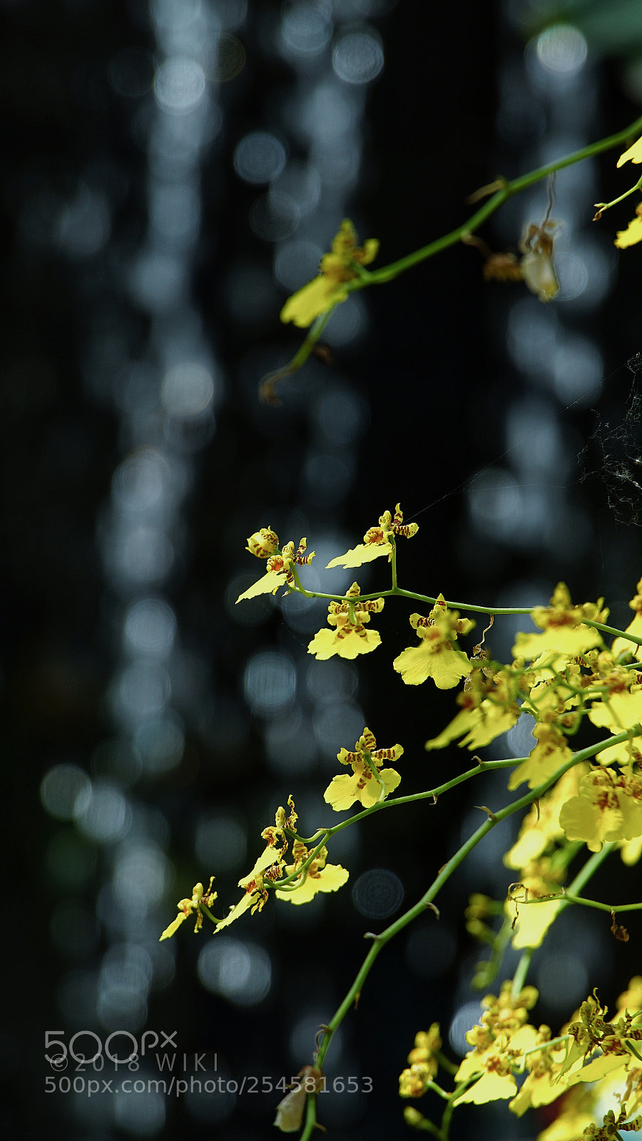Sony a5100 sample photo. Orchid photography
