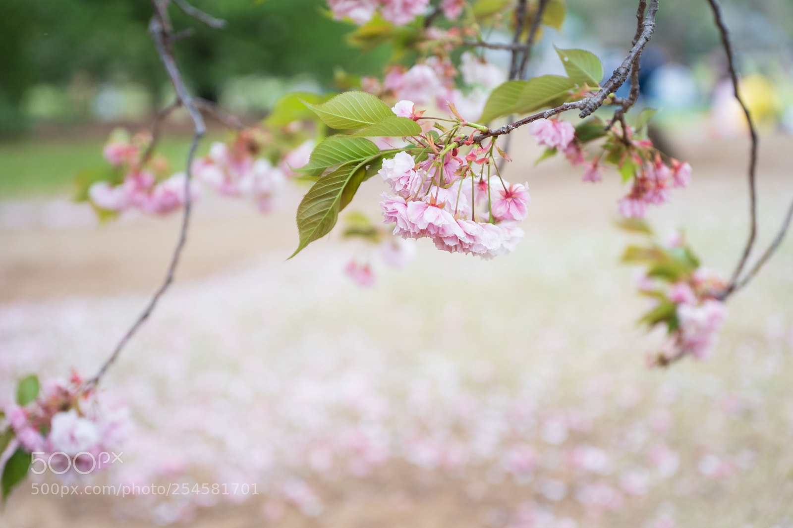Sony a9 sample photo. Cherry blossoms and leaves photography