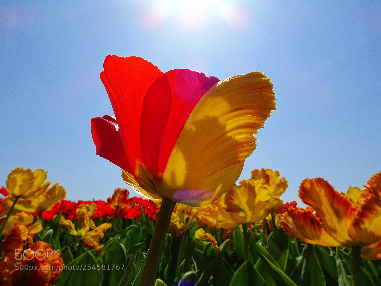 Sony Cyber-shot DSC-HX90V sample photo. Dsc photography