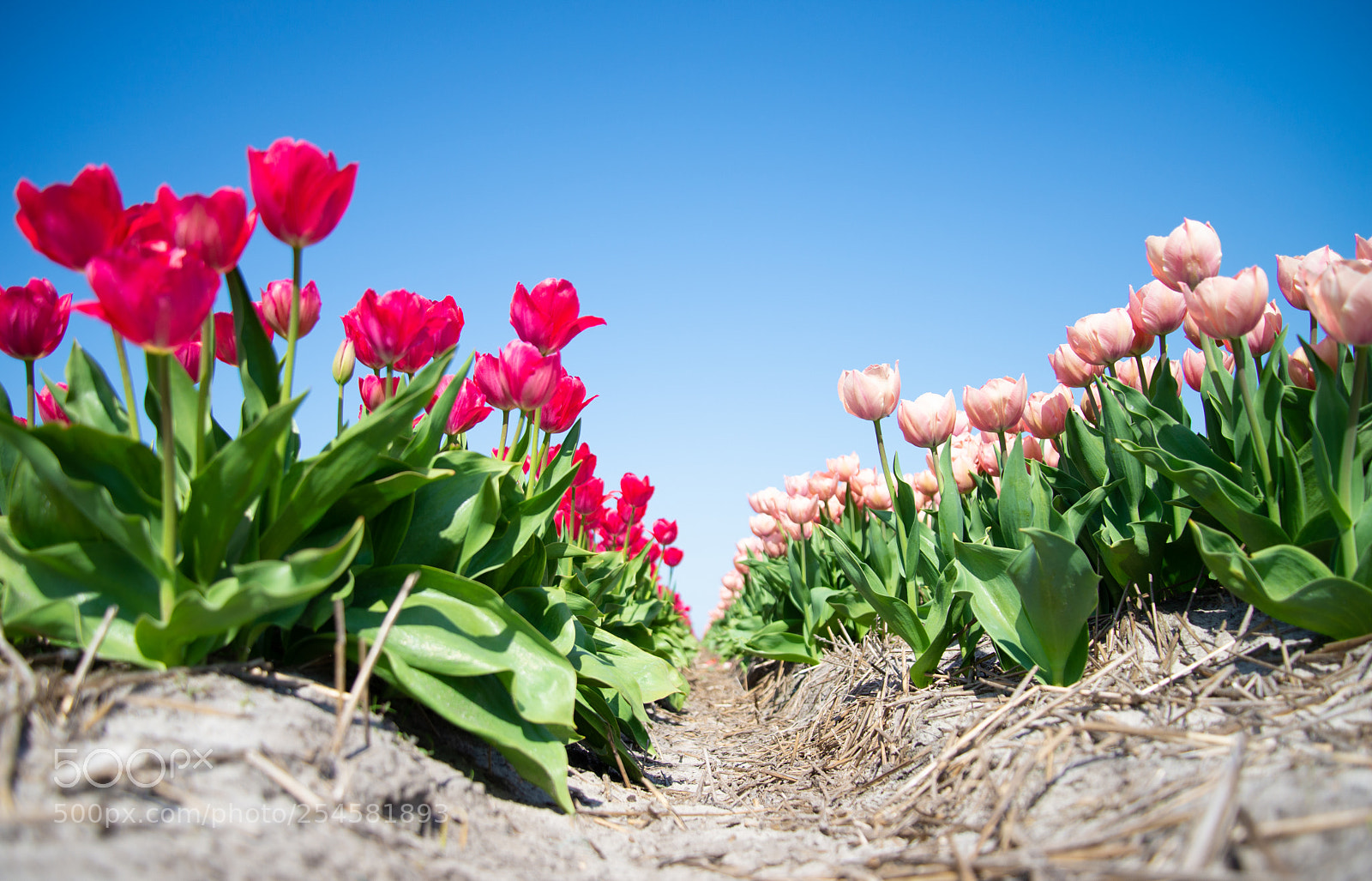 Nikon D610 sample photo. Tulips at petten photography