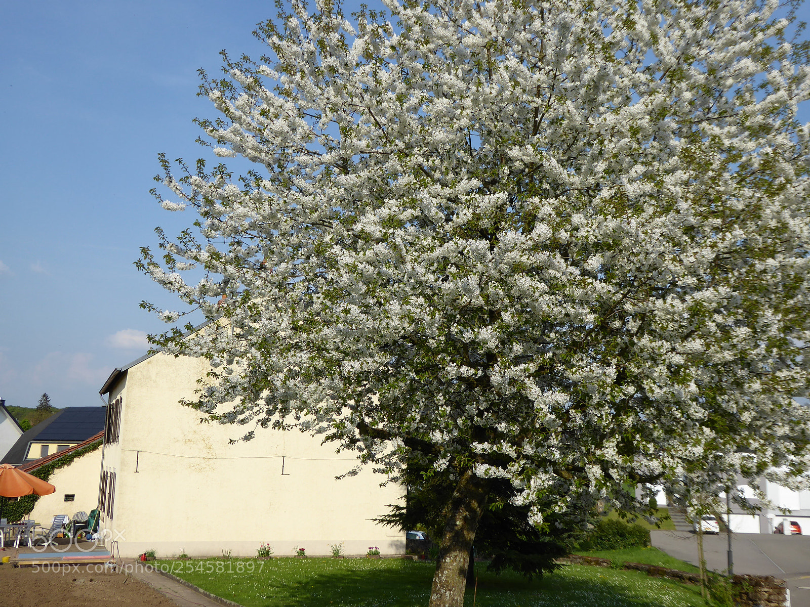 Panasonic Lumix DMC-ZS50 (Lumix DMC-TZ70) sample photo. Blossoming cherry tree photography