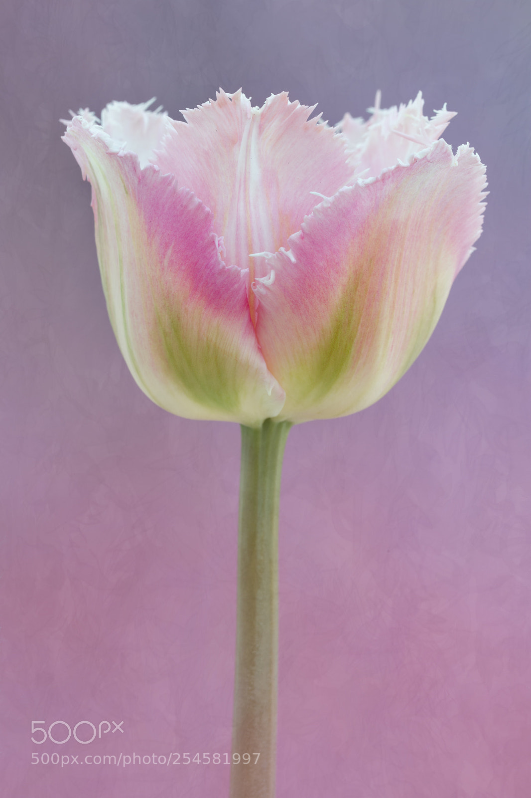 Canon EOS 5D Mark IV sample photo. Pink and frilly photography