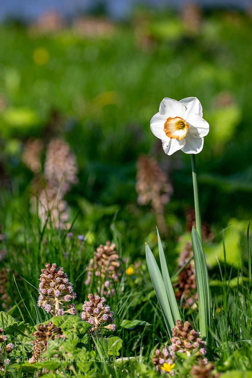 Canon EOS 5D Mark IV sample photo. I'm so lonely photography