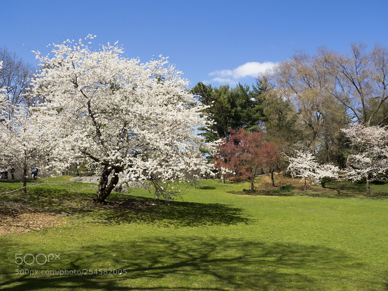 Olympus OM-D E-M1 sample photo. Cherry blossom in central photography