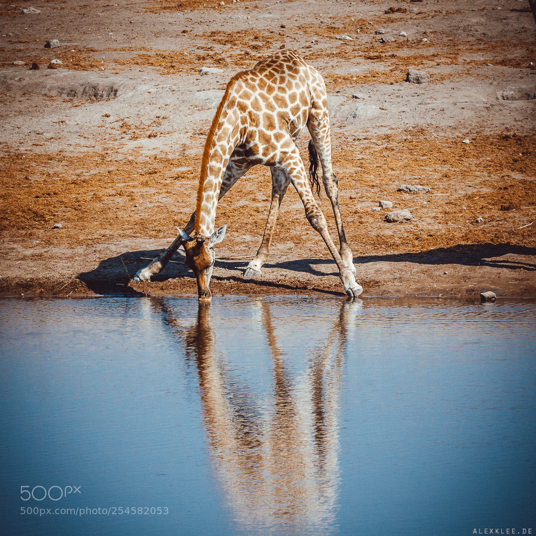Canon EOS 7D Mark II sample photo. The drinking giraffe photography