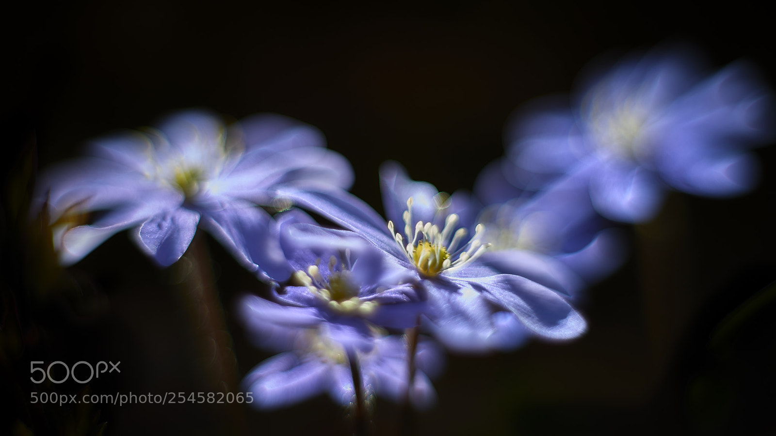 Nikon D800E sample photo. Wonky planar bokeh time!! photography