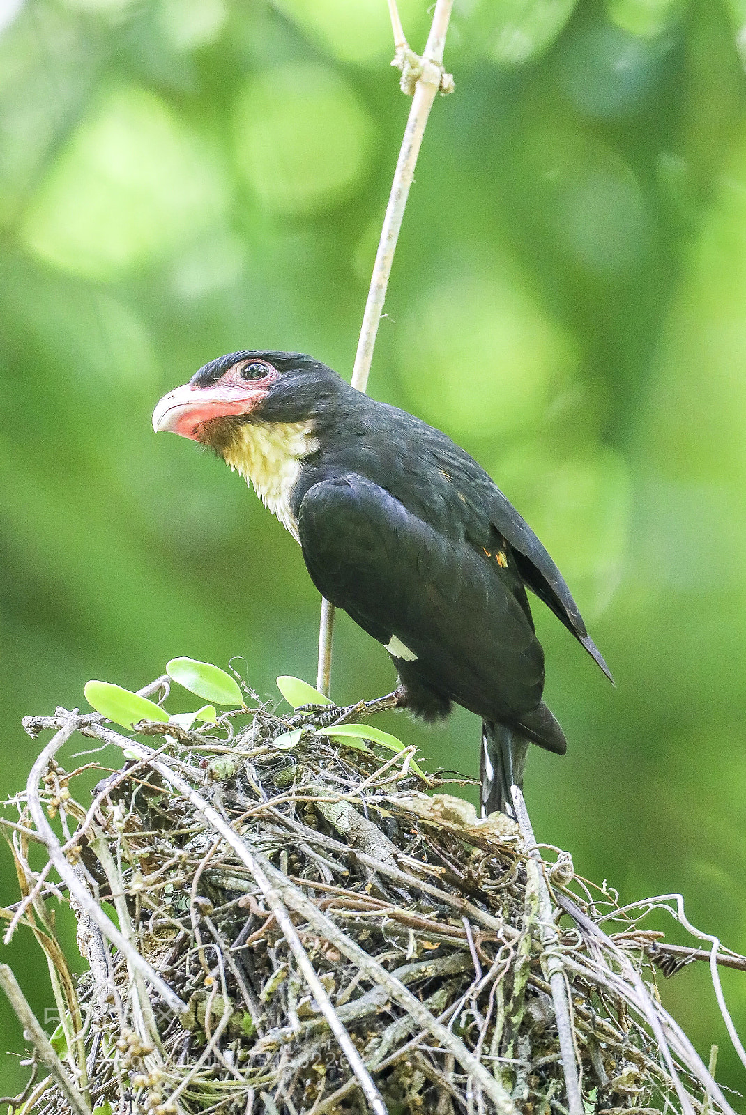 Canon EOS-1D X Mark II sample photo. Dusky broadbill@thailand. photography