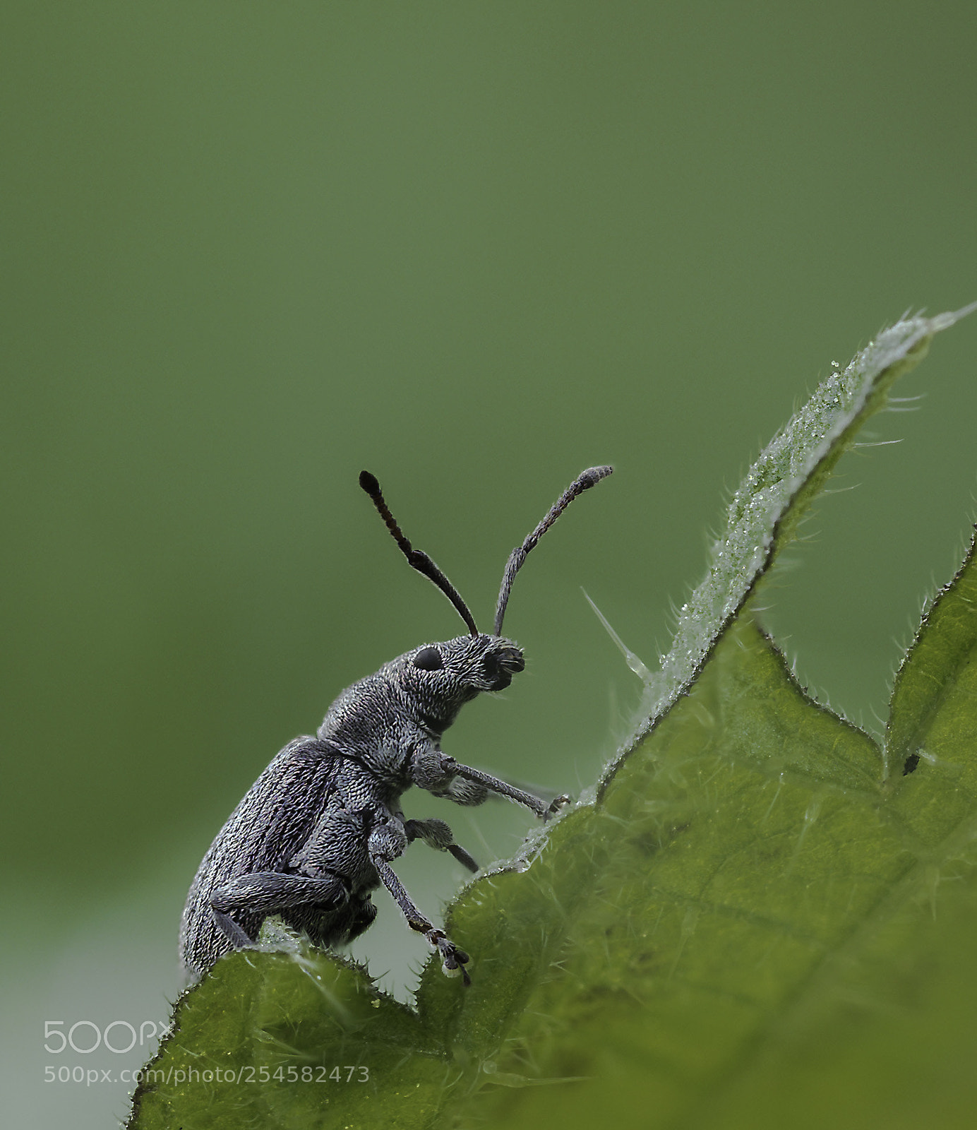 Olympus OM-D E-M1 Mark II sample photo. Curculio glandium #2 photography