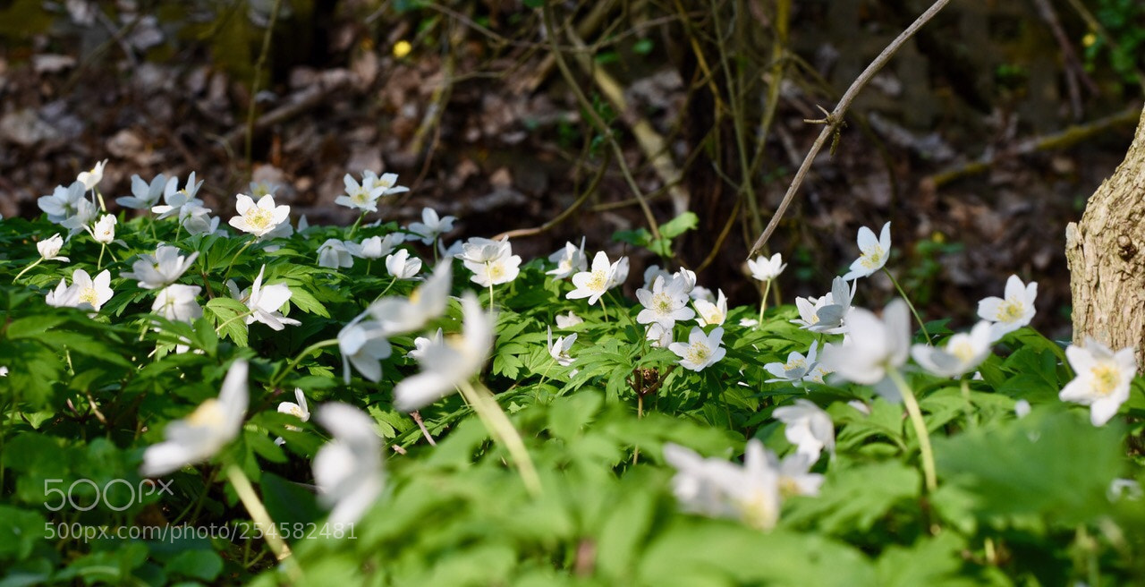 Nikon D5600 sample photo. Untitled photography