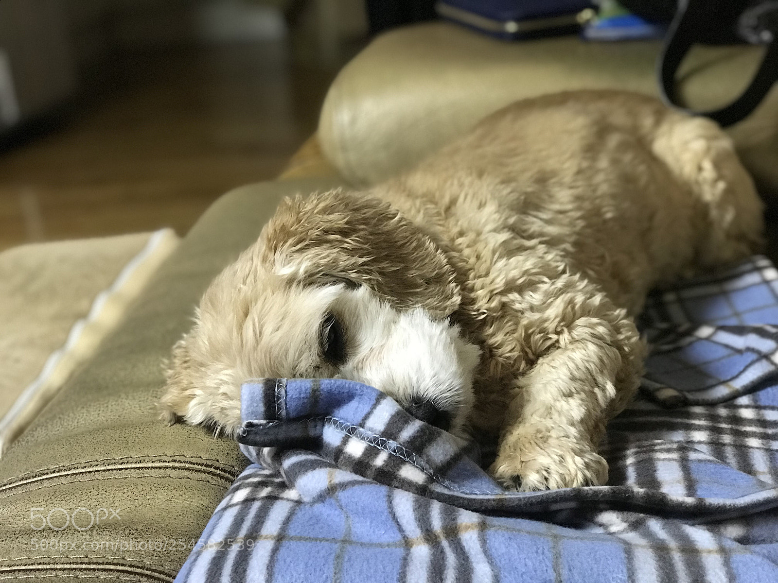 Apple iPhone 7 Plus sample photo. Untitled photography