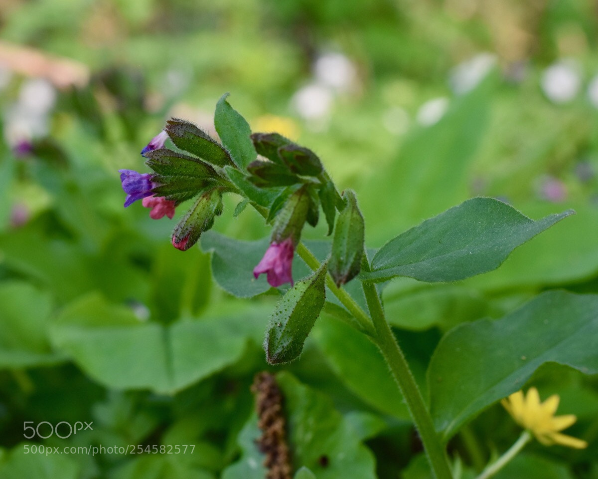Nikon D5600 sample photo. Untitled photography