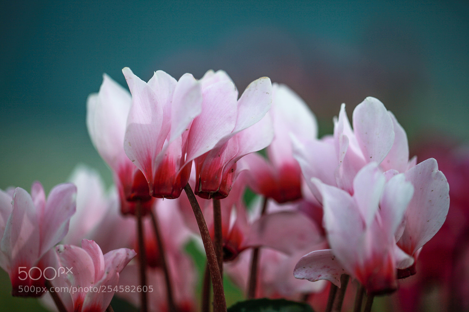 Canon EOS 5D Mark II sample photo. Blooming photography