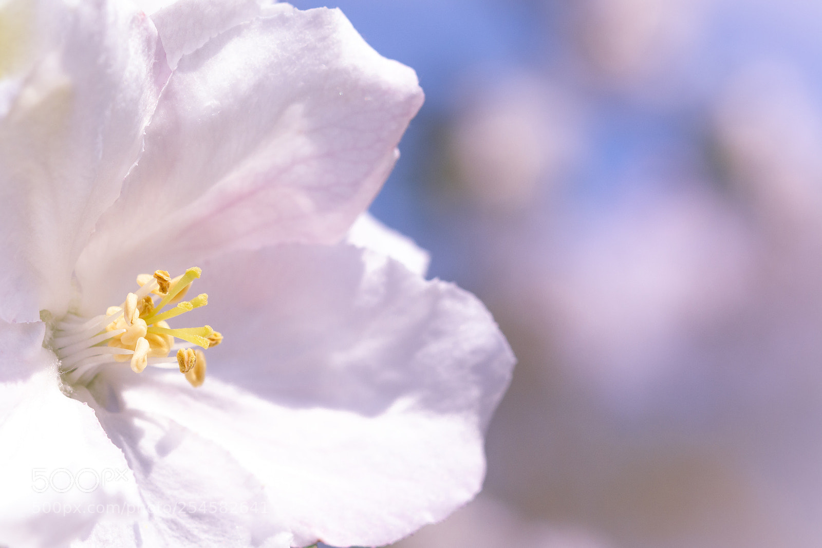 Nikon D5200 sample photo. Apple photography