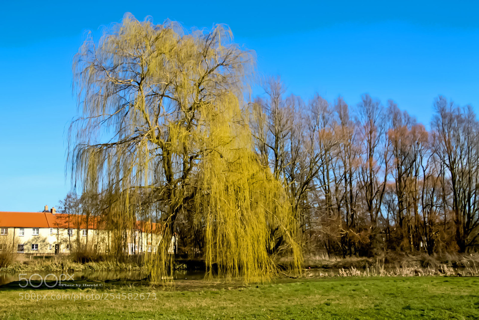 Canon EOS 1100D (EOS Rebel T3 / EOS Kiss X50) sample photo. Weeping willow photography
