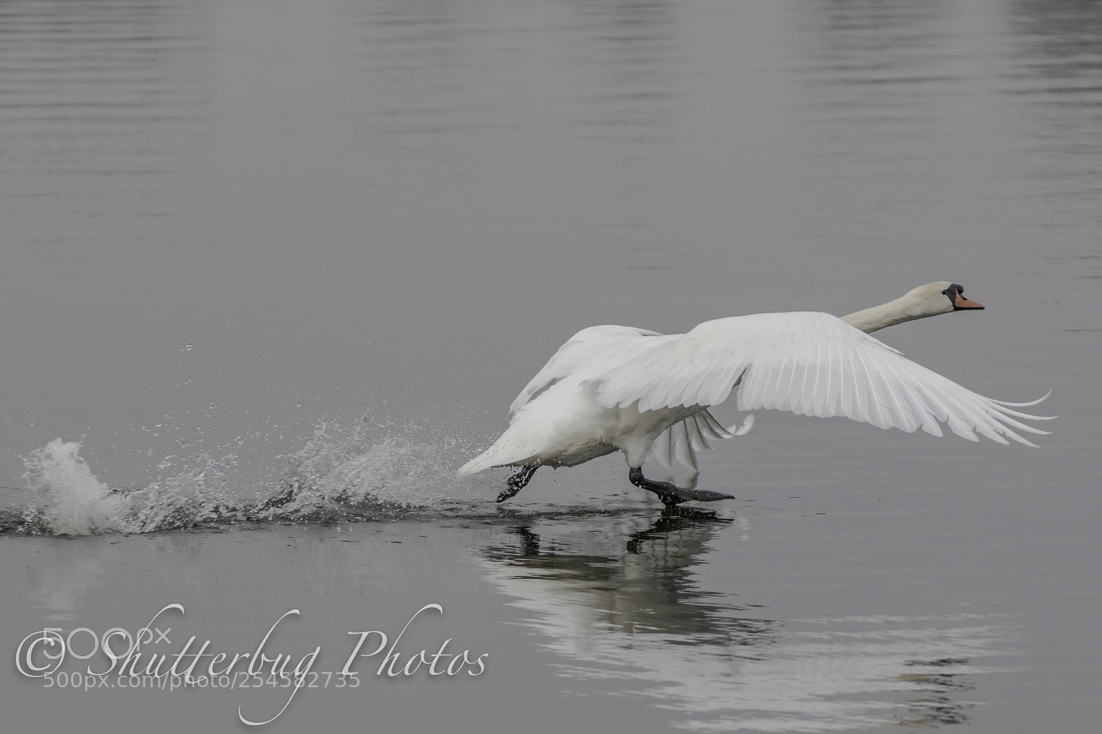 Canon EOS 80D sample photo. Langford swan photography