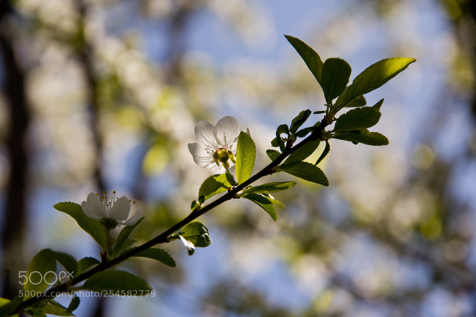 Canon EOS 60D sample photo. Blooming photography