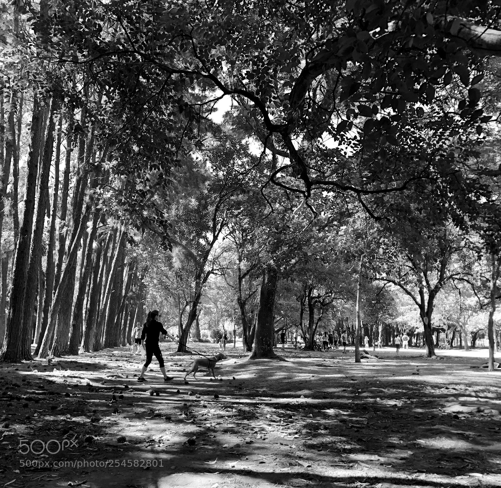 Apple iPhone 8 sample photo. Walking the dog... photography