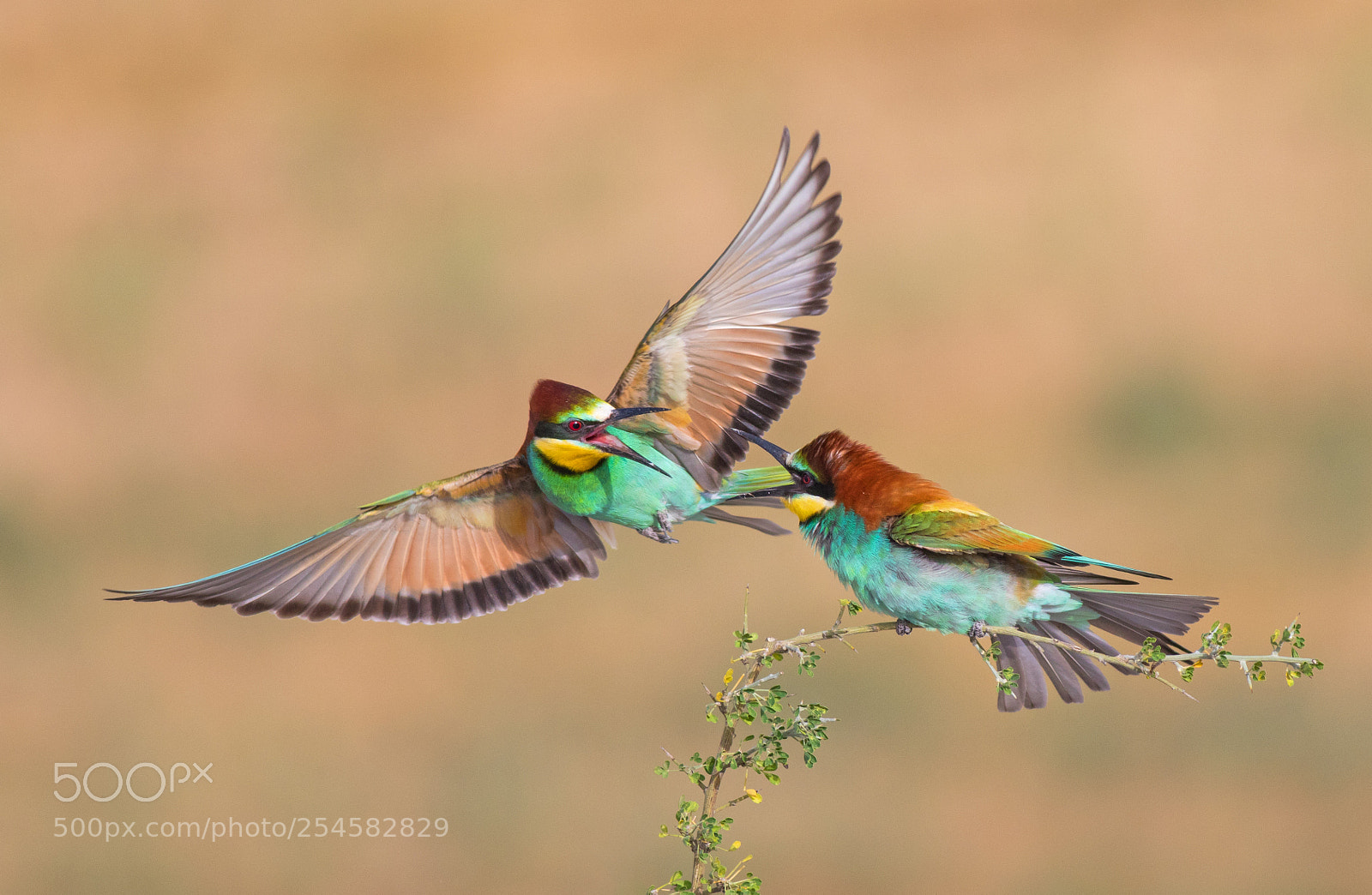 Canon EOS 7D Mark II sample photo. Bee eater photography