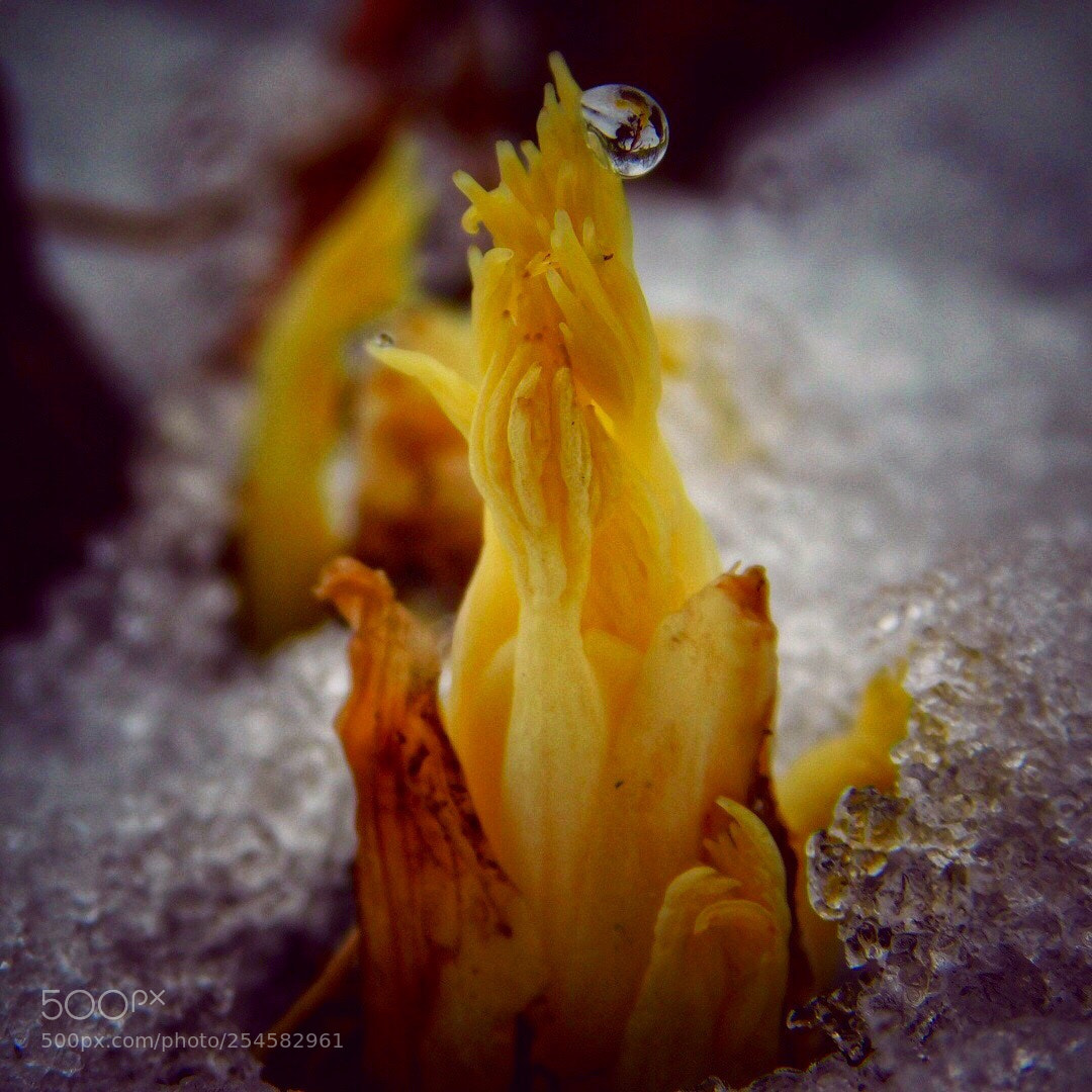 Nikon Coolpix B500 sample photo. Droplet photography