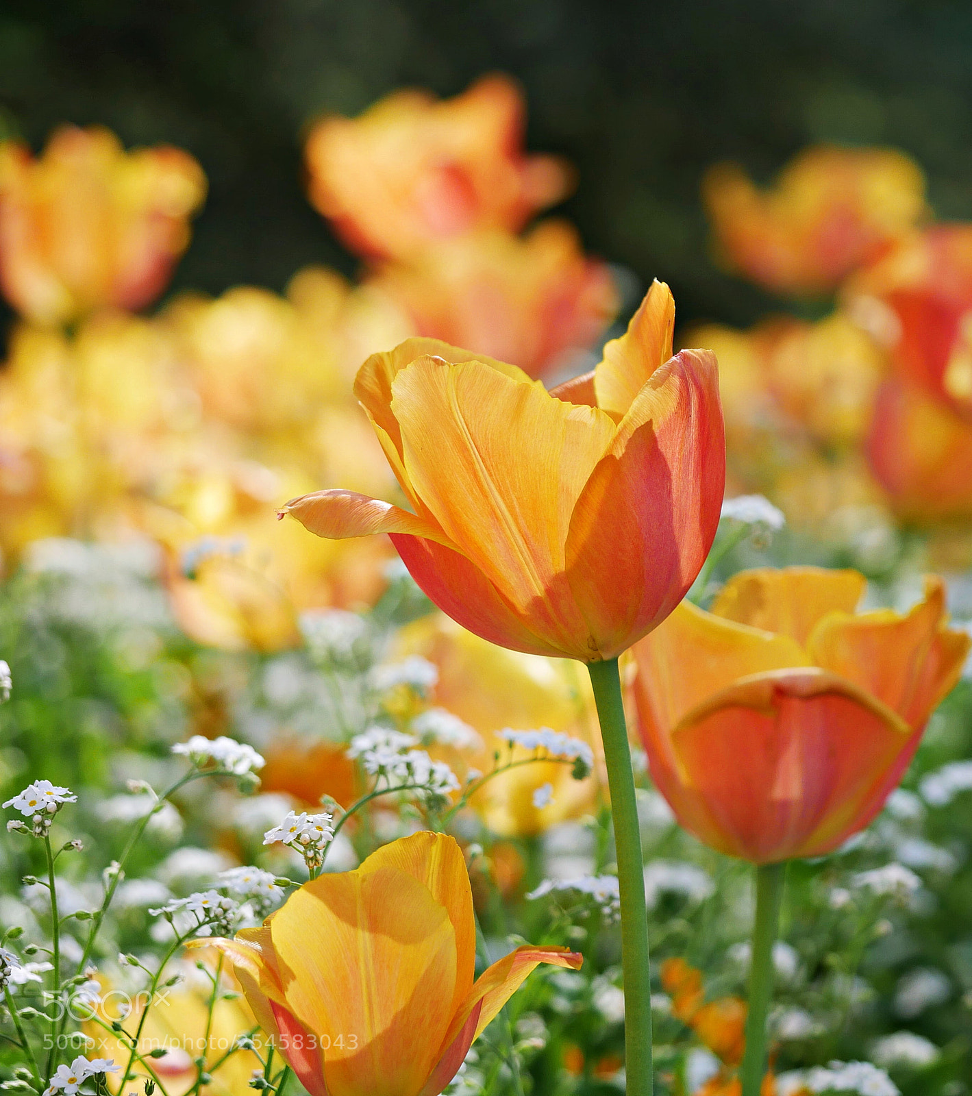 Panasonic Lumix DMC-G7 sample photo. Orange flower photography