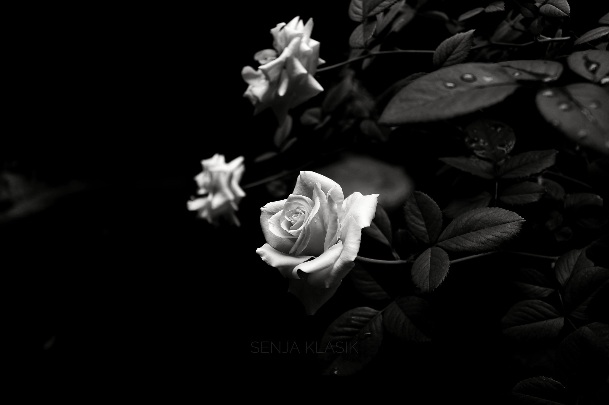 Canon EOS 100D (EOS Rebel SL1 / EOS Kiss X7) sample photo. Flowering folks photography