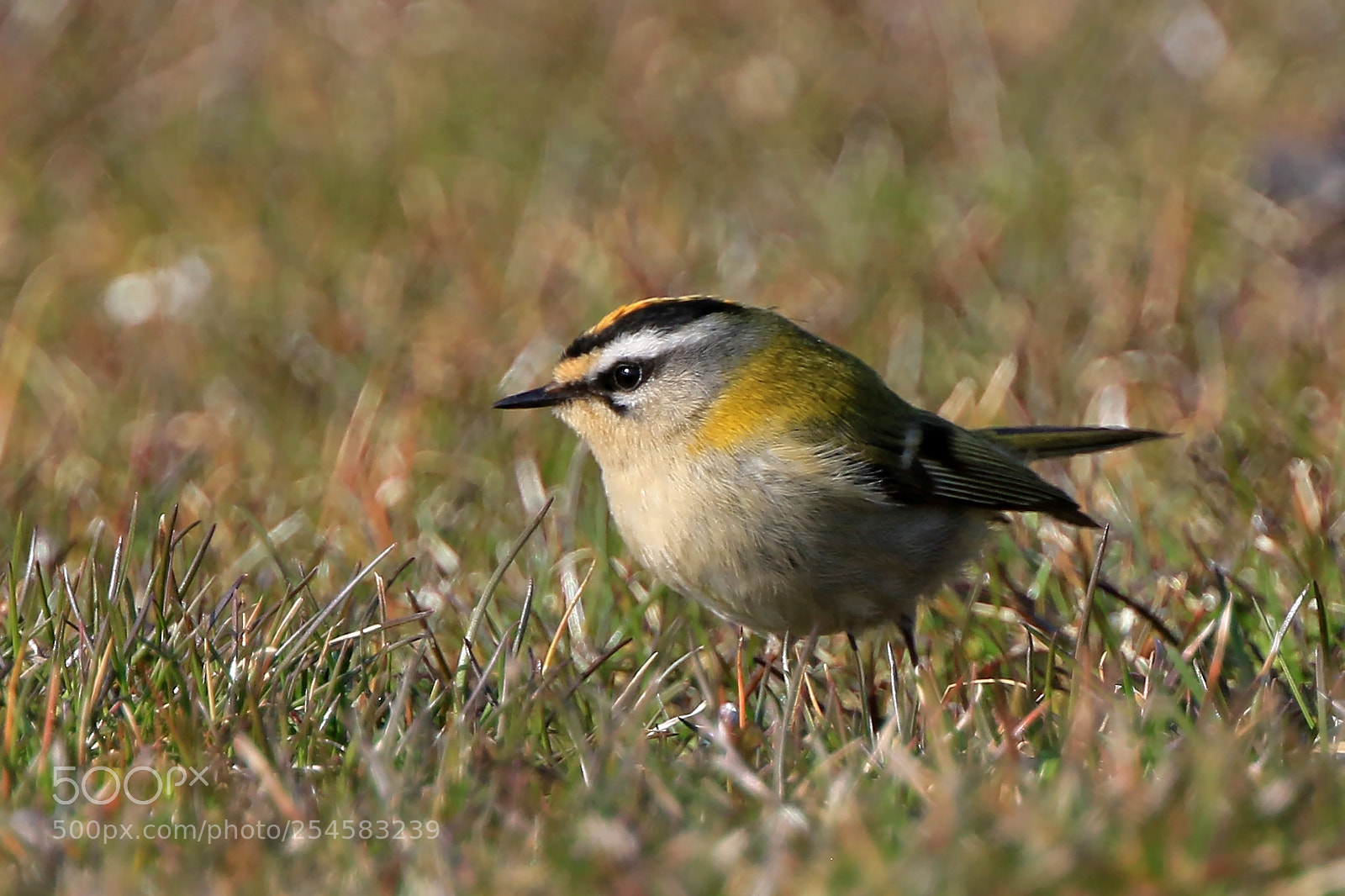 Canon EOS 7D Mark II sample photo. Firecrest photography