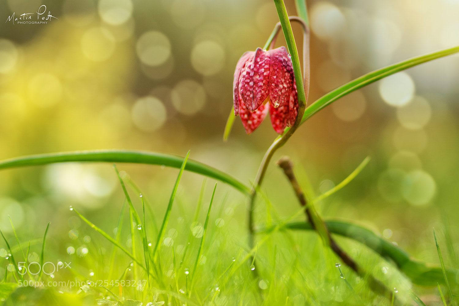 Sony a6500 sample photo. Fritillaria photography