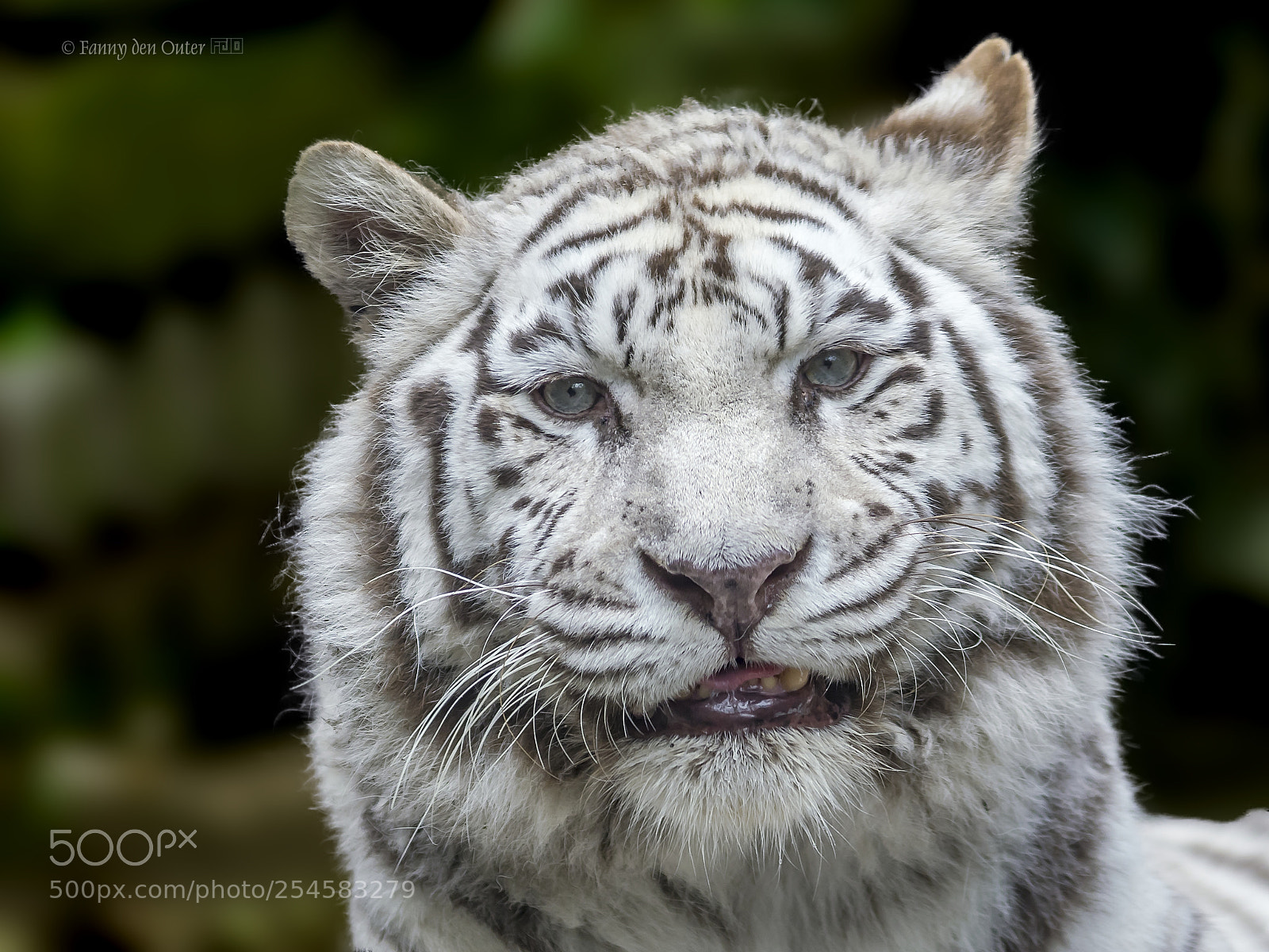 Olympus OM-D E-M1 sample photo. White tiger photography