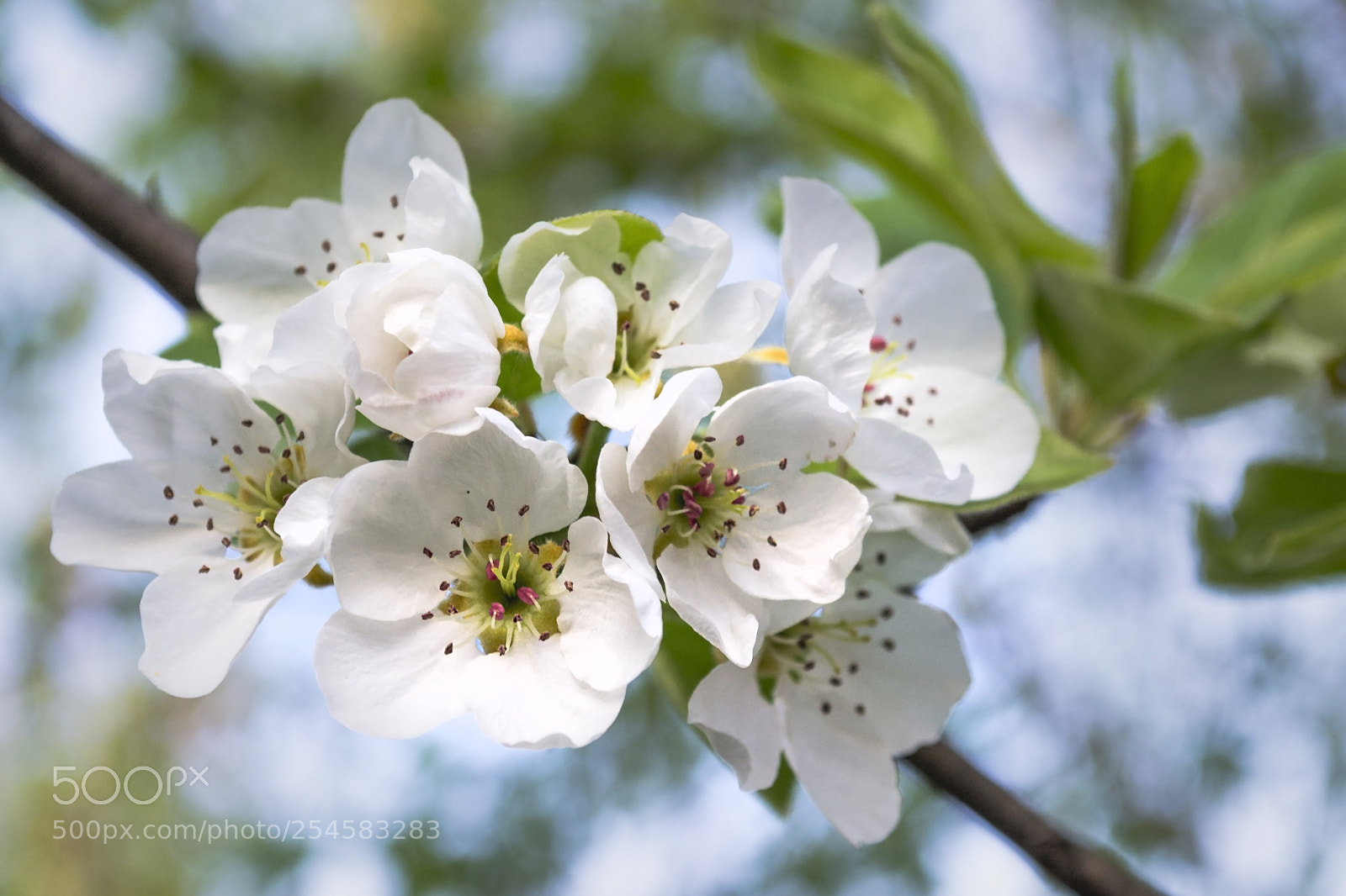 Nikon D3100 sample photo. Spring photography