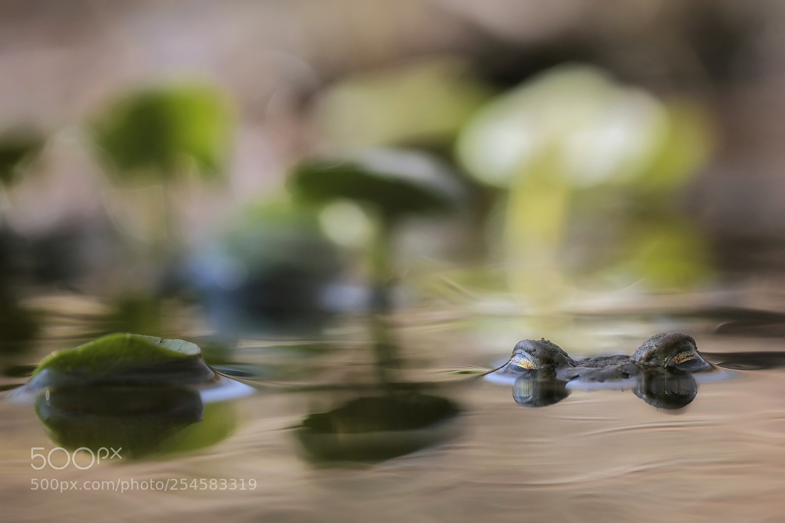 Canon EOS 60D sample photo. Common toad in the photography