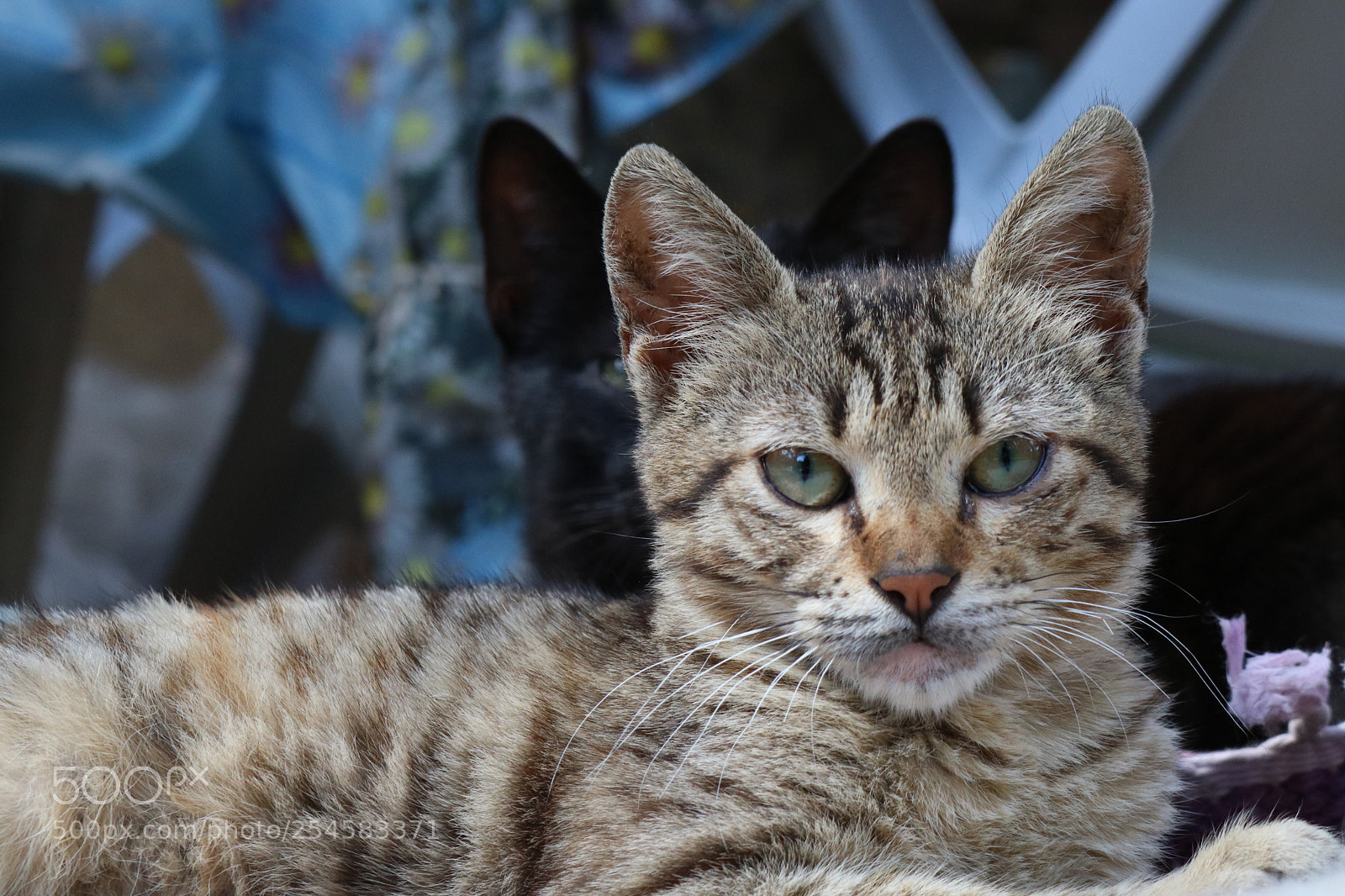Canon EOS 750D (EOS Rebel T6i / EOS Kiss X8i) sample photo. 2 cats photography