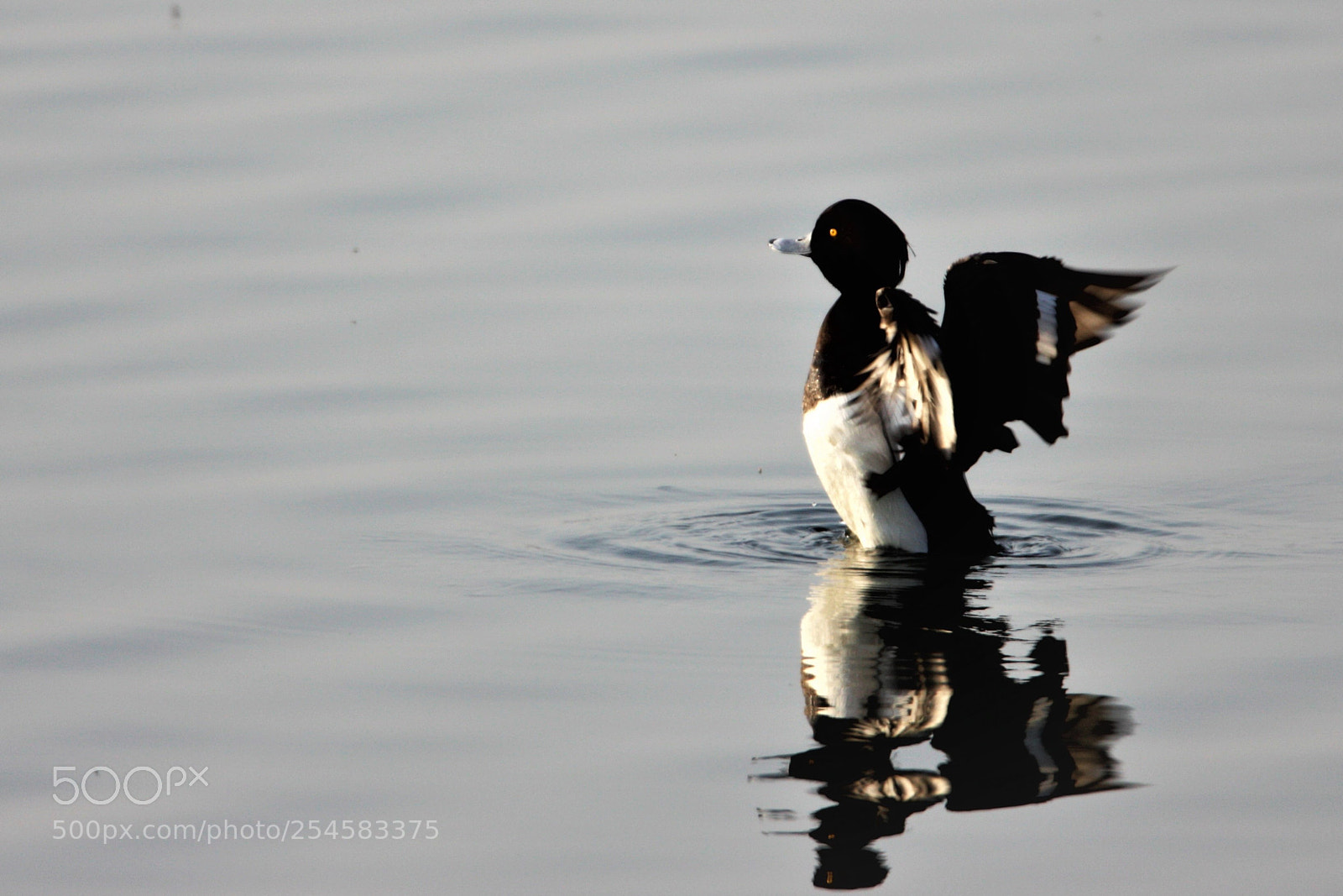 Canon EOS 50D sample photo. Tufted duck photography
