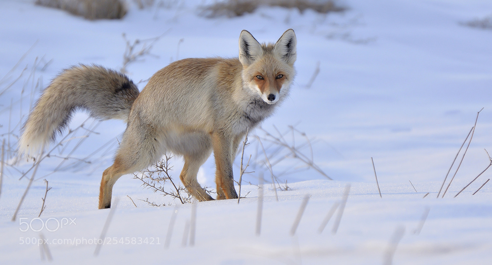Nikon D7100 sample photo. Red fox photography