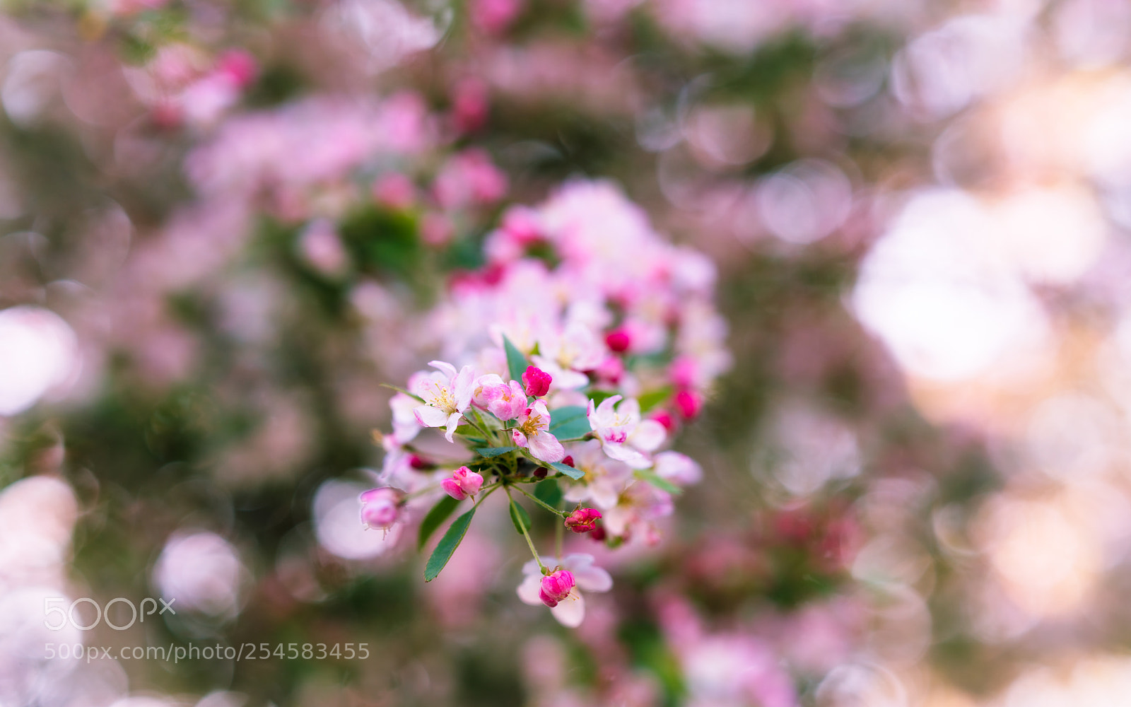 Sony a7R II sample photo. Spring into photography