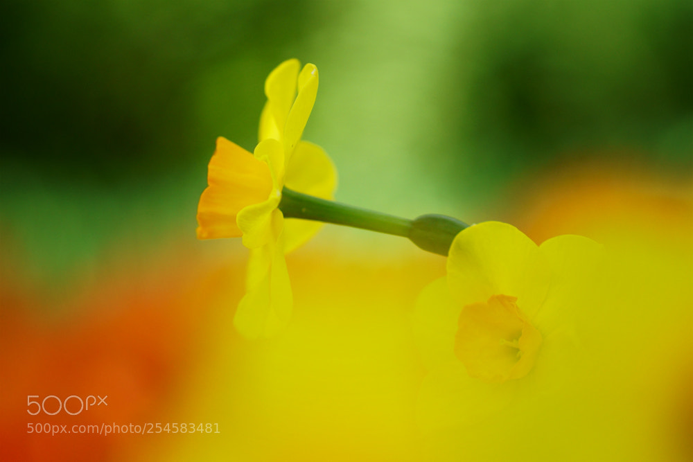 Sony ILCA-77M2 sample photo. You're my sunshine photography