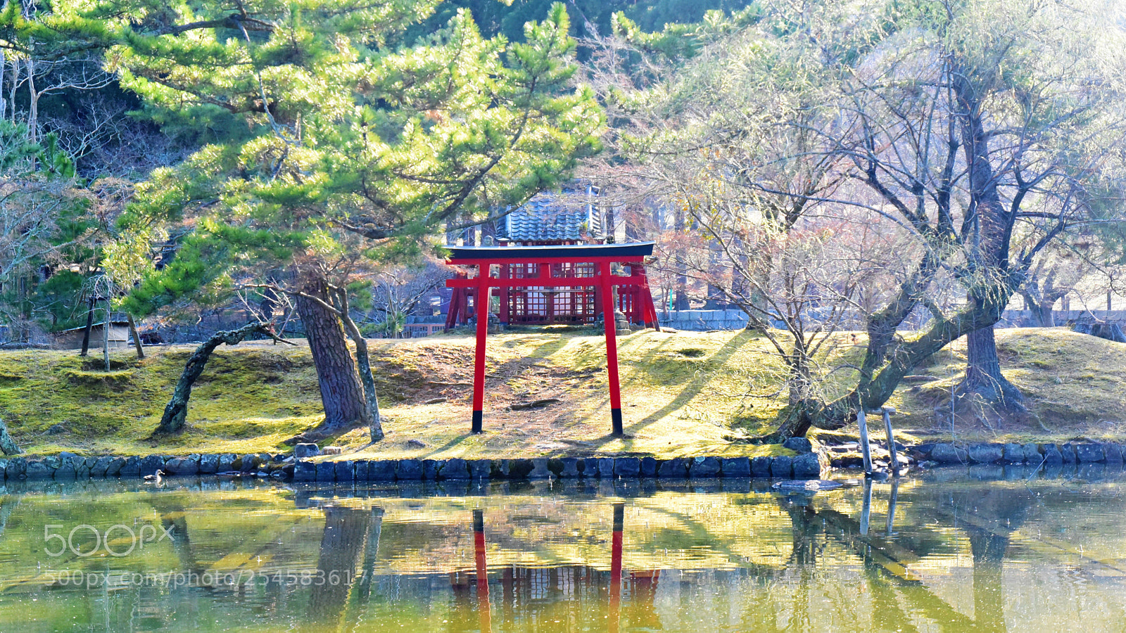 Nikon D750 sample photo. Nara park, japan photography