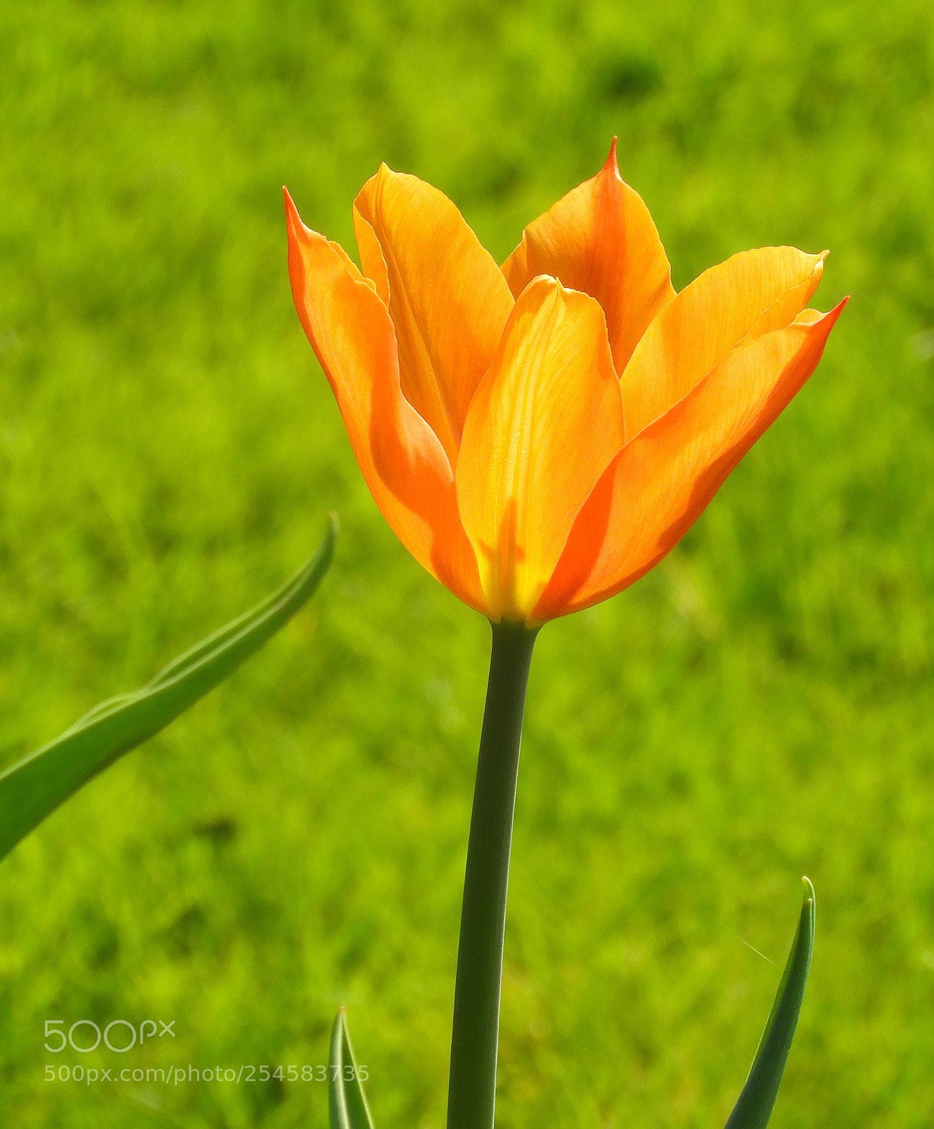 Nikon Coolpix B700 sample photo. Orange tulip photography
