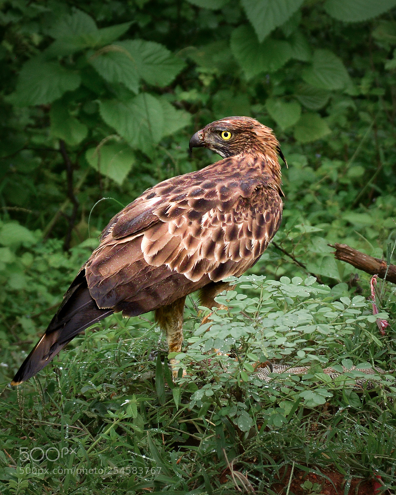 Nikon D7100 sample photo. Eagle photography