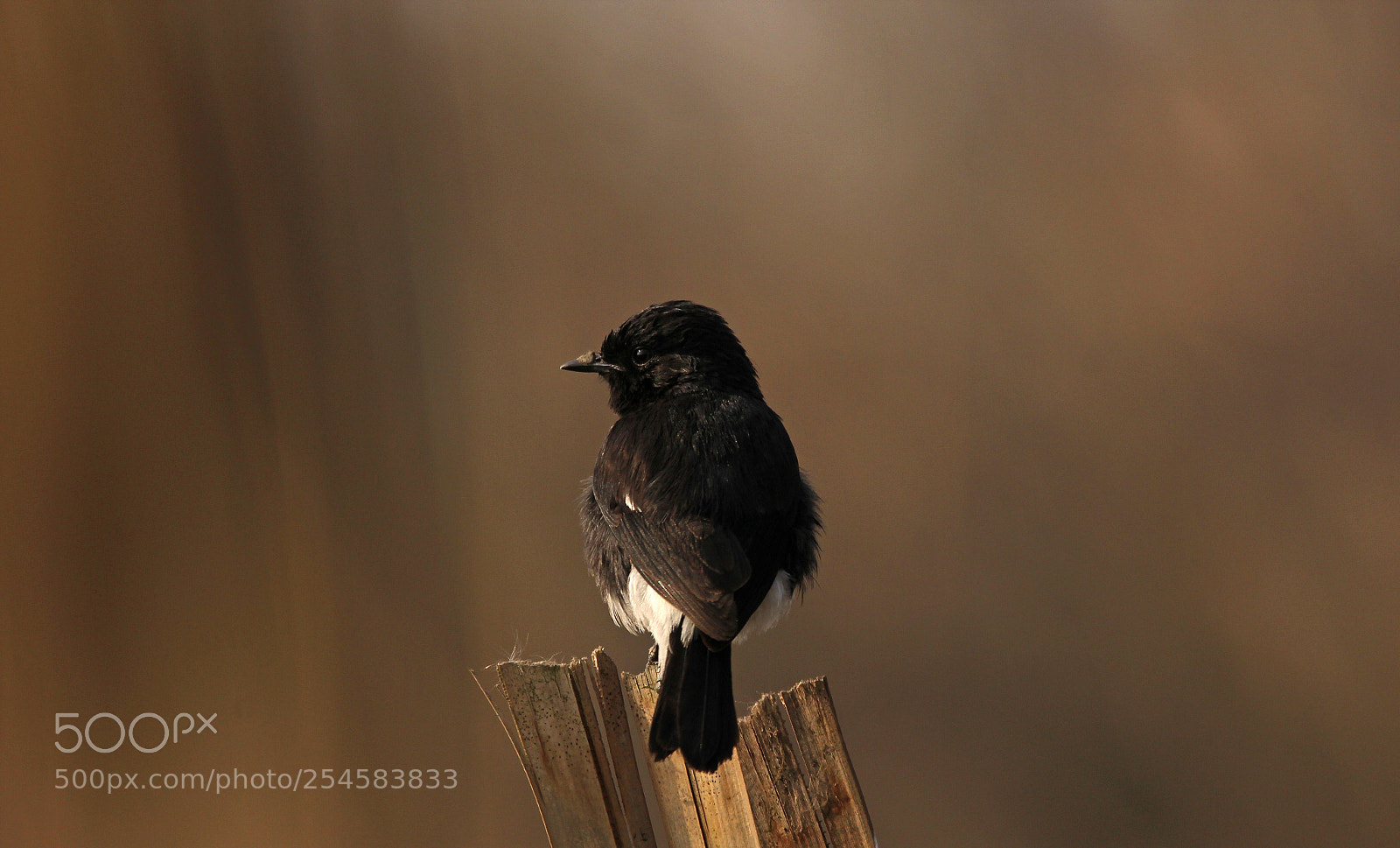 Canon EOS 60D sample photo. Bush chat photography